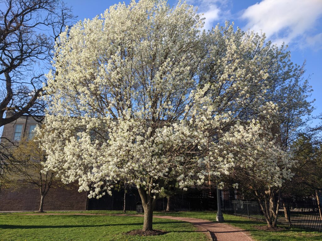 Tree in Armour in Spring