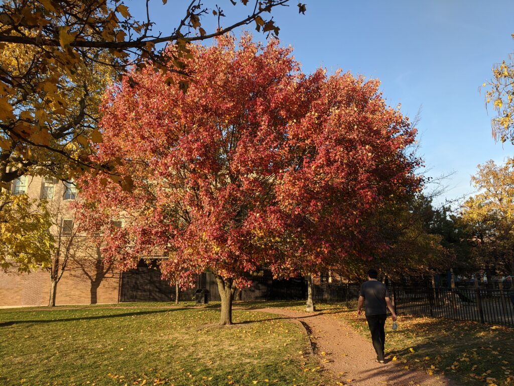 View of tree in Armour in Fall
